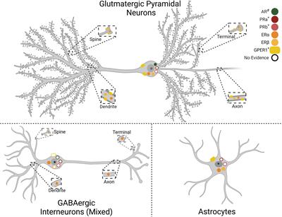 Effects of Biological Sex and Stress Exposure on Ventromedial Prefrontal Regulation of Mood-Related Behaviors